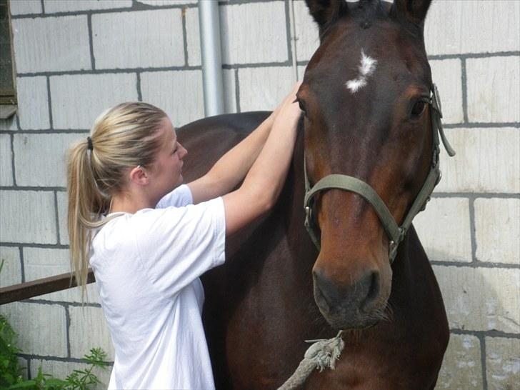 Dansk Varmblod Darrigårdens Leifich billede 12
