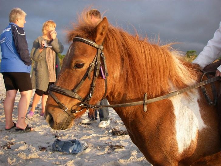Shetlænder Smølf  - velkommen til smølfs profil. strandtur på ridelejr 2009 billede 1