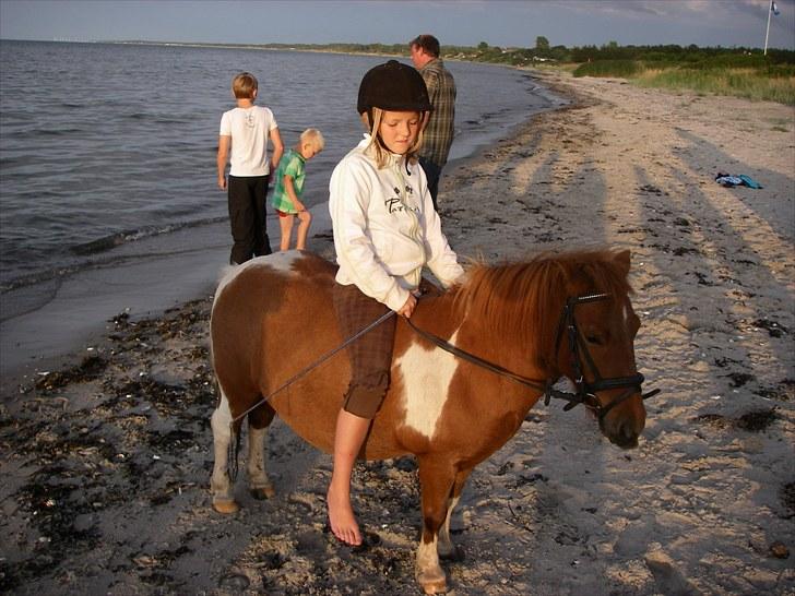 Shetlænder Smølf  - her mig og smølf billede 16