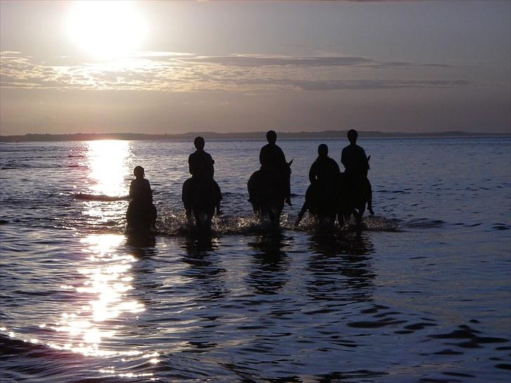 Shetlænder Smølf  - strandtur med kathrine og nanna og emma og mia og mig 2009. billede 17