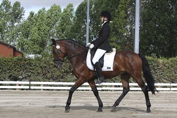 New Forest 1st. Class Prince Albert - SmukkeSmukke Pony! billede 7