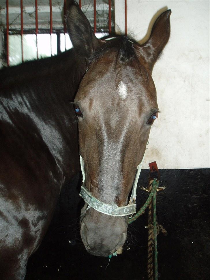 Oldenborg Bertha - Part - Foto: Mig billede 10