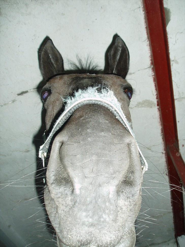 Oldenborg Bertha - Part - Nurh.. Søde lille Bertha Foto: Mig billede 11