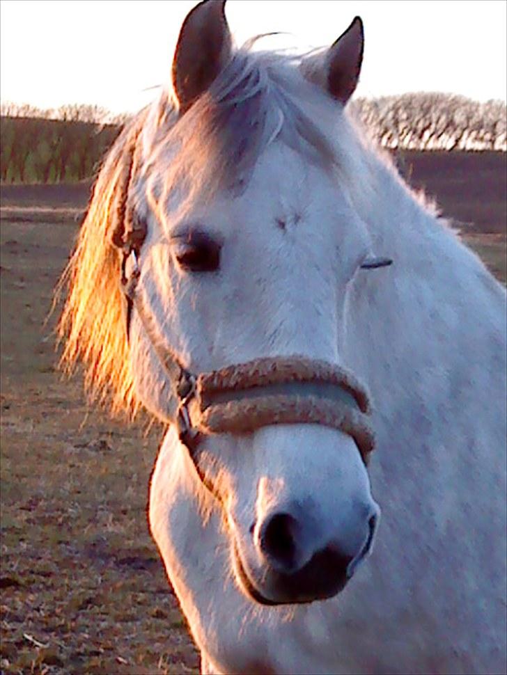 Connemara Moon Leight billede 6