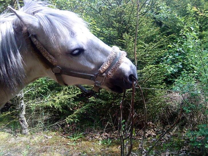 Connemara Moon Leight - Nuuh :-D billede 10