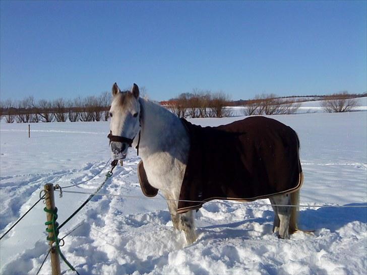 Connemara Moon Leight billede 3