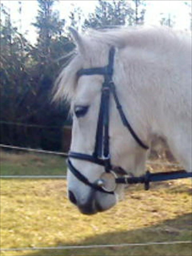 Connemara Moon Leight billede 8