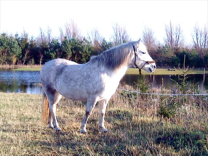 Connemara Moon Leight - Den bedste pony forever<33 billede 1