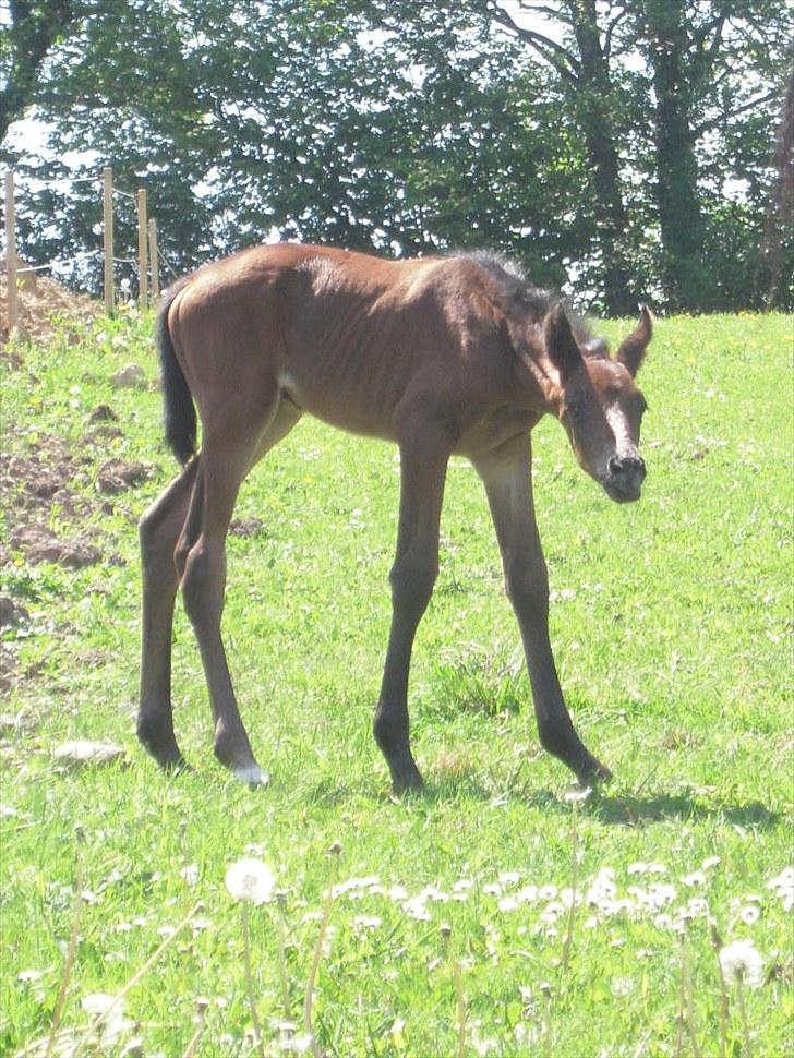 Dansk Varmblod Miss Amara  billede 2