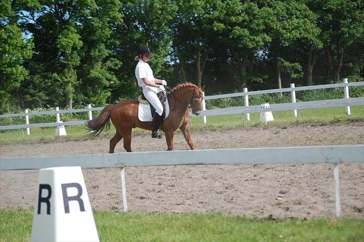 New Forest Lysagers Brandy *solgt* - LA2 billede 13
