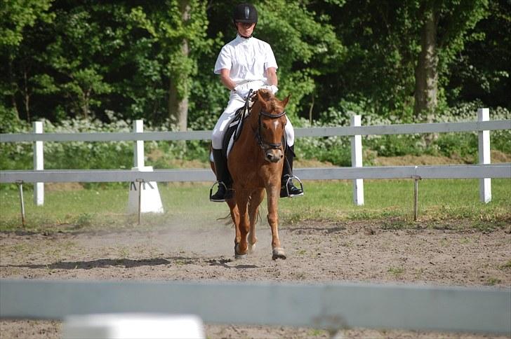 New Forest Lysagers Brandy *solgt* - LA2 billede 14