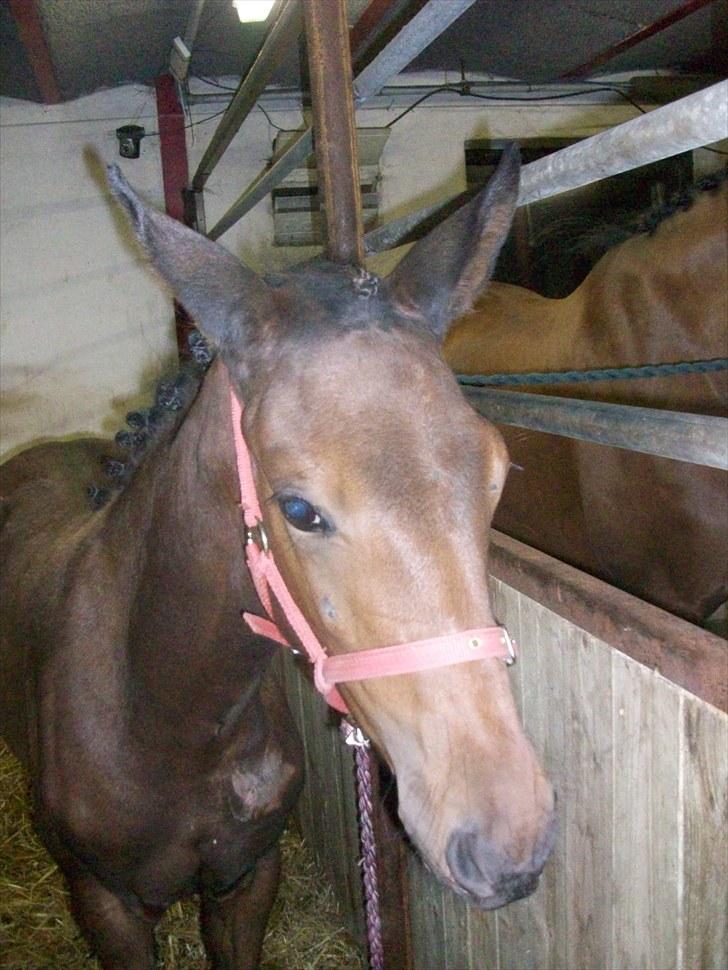 Dansk Varmblod Miss Amara  billede 3