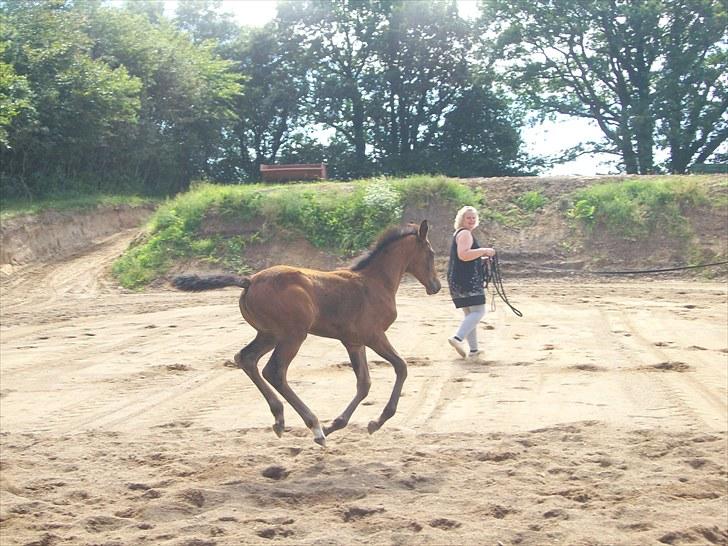 Dansk Varmblod Miss Amara  - Nyt galop billede 4