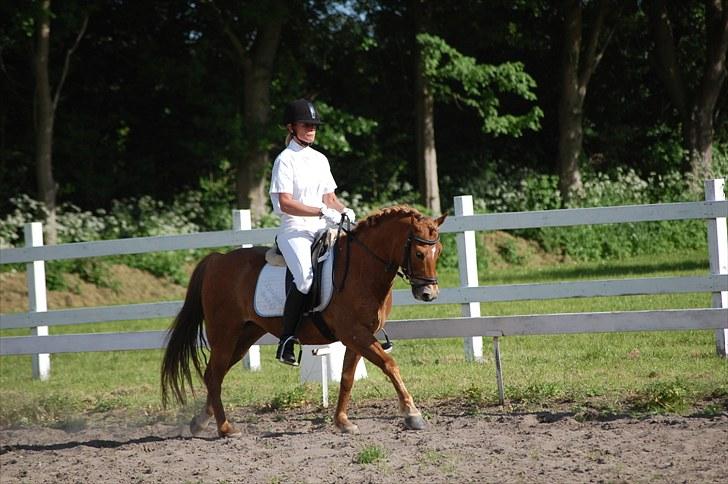 New Forest Lysagers Brandy *solgt* - LA2 billede 15