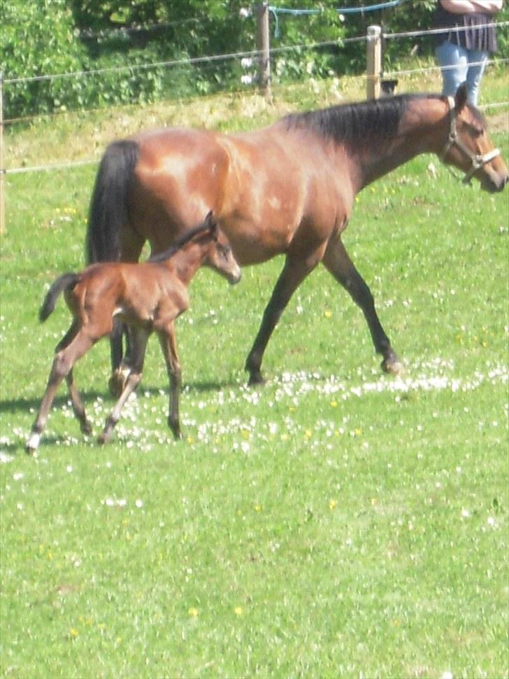 Dansk Varmblod Miss Amara  billede 5