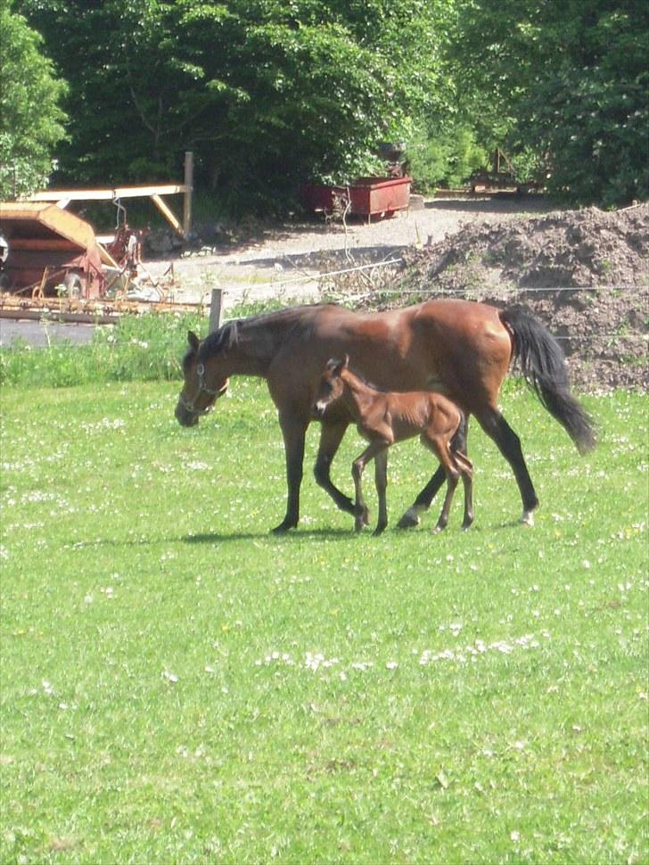 Dansk Varmblod Miss Amara  billede 6
