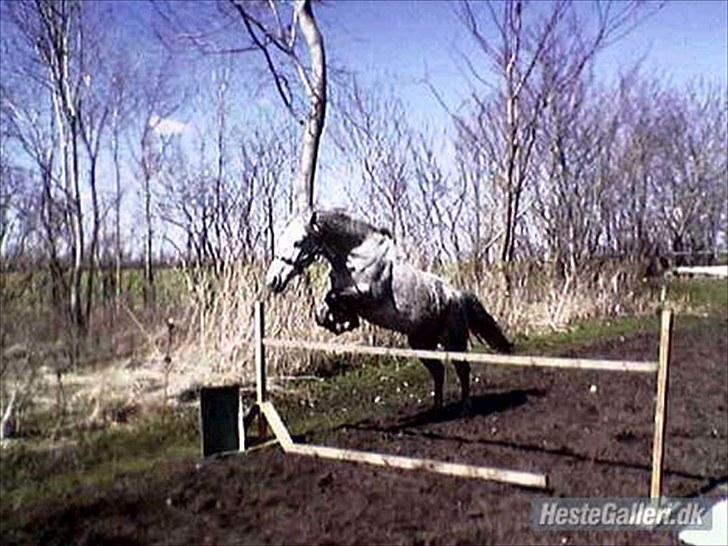 Connemara Moon Leight - Hos sin gamle ejer <3 billede 5