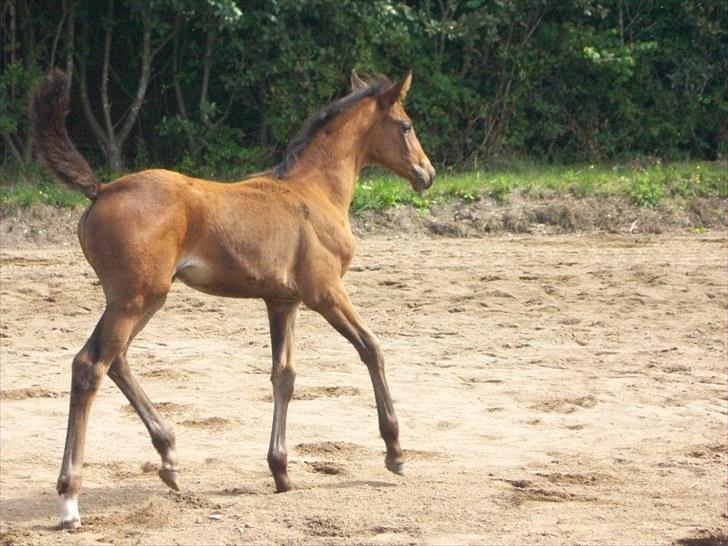 Dansk Varmblod Miss Amara  - Nyt skridt billede 7