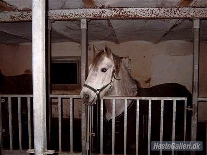 Connemara Moon Leight - Hos sin gamle ejer <3 <3 billede 11