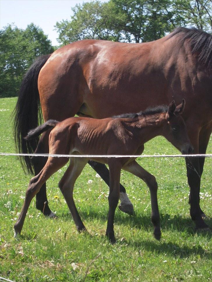 Dansk Varmblod Miss Amara  billede 8