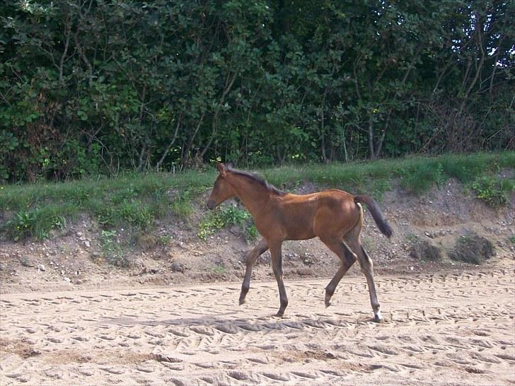 Dansk Varmblod Miss Amara  - Nyt billede 9