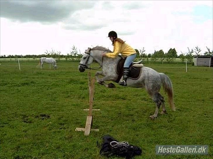 Connemara Moon Leight - Hos sin gamle ejer! billede 12