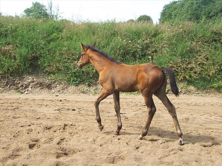 Dansk Varmblod Miss Amara  - Nyt sådan skridter man når man er lille billede 10