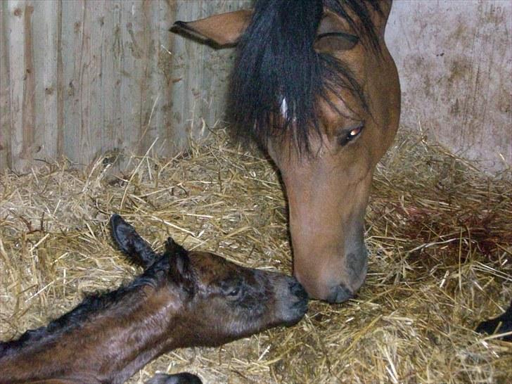 Dansk Varmblod Miss Amara  billede 11