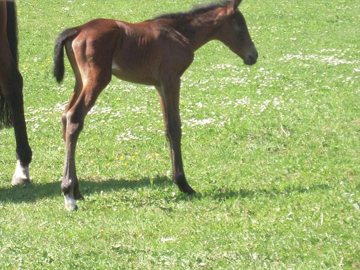 Dansk Varmblod Miss Amara  billede 12