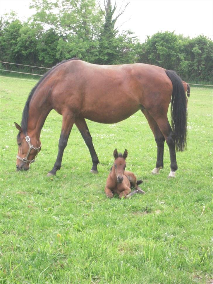 Dansk Varmblod Miss Amara  billede 13