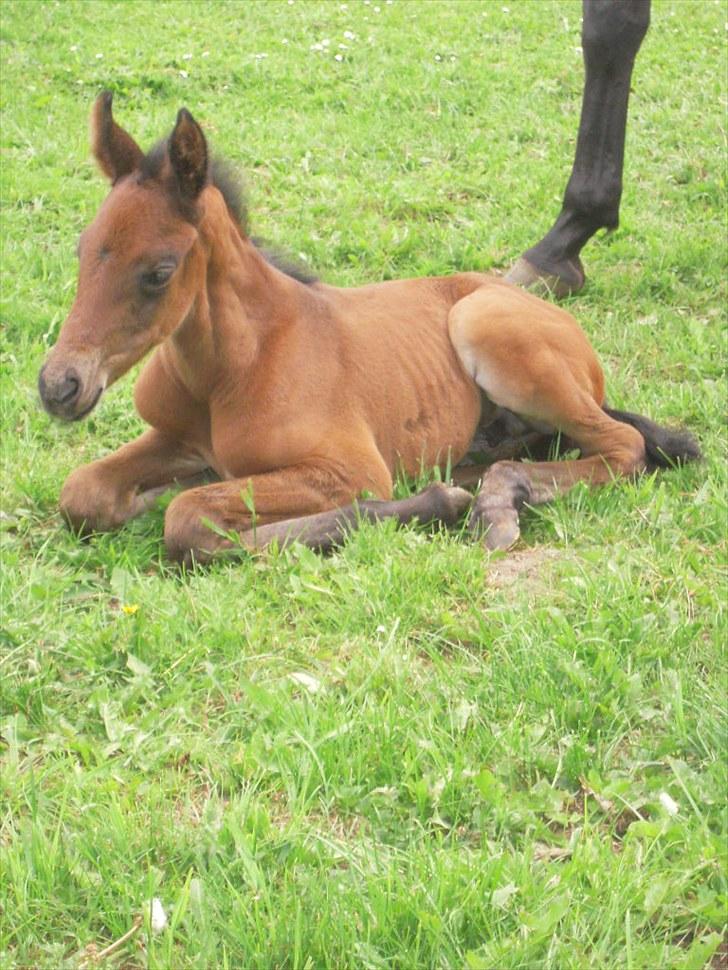Dansk Varmblod Miss Amara  billede 14