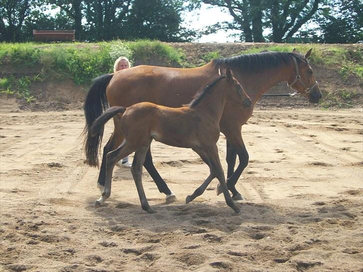 Dansk Varmblod Miss Amara  - Nyt så stor er jeg  blevet  billede 15