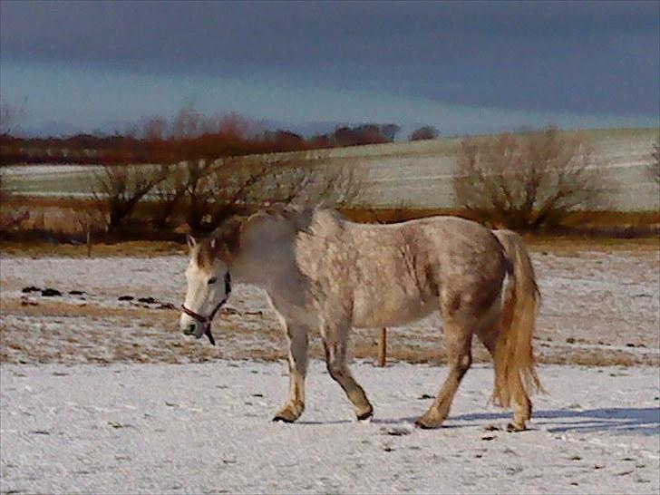 Connemara Moon Leight billede 9