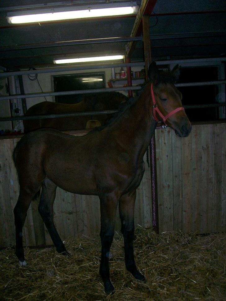 Dansk Varmblod Miss Amara  billede 16