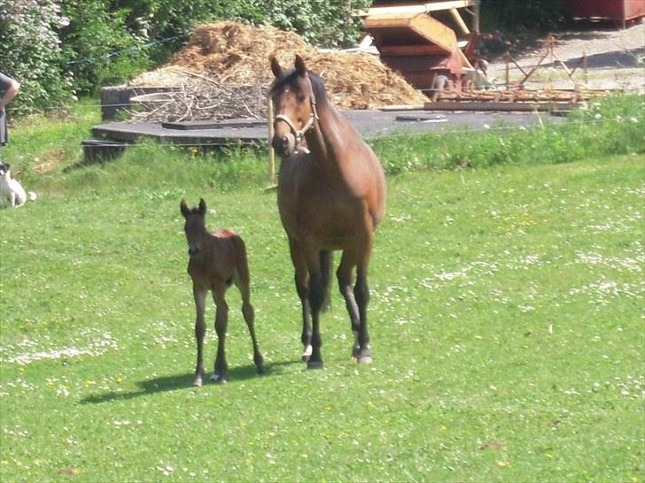 Dansk Varmblod Miss Amara  billede 17