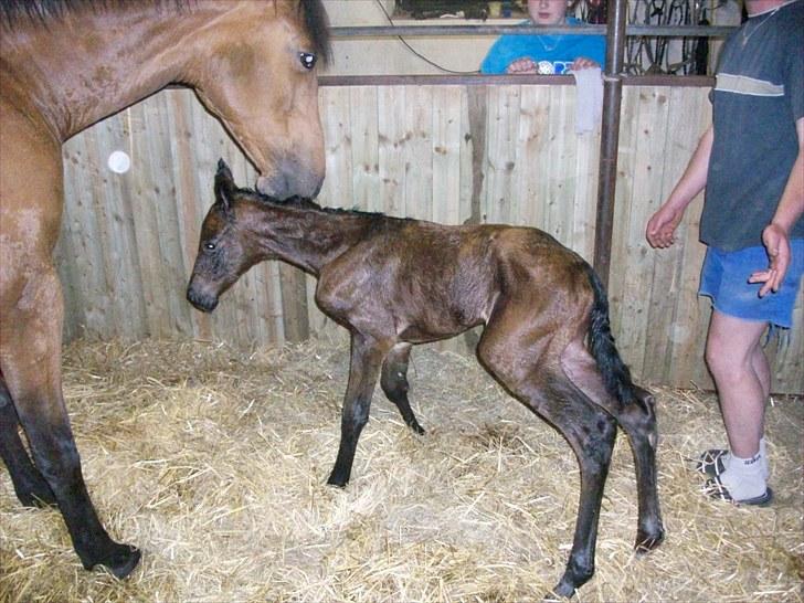 Dansk Varmblod Miss Amara  billede 18