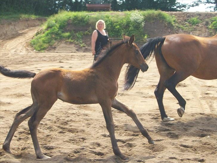 Dansk Varmblod Miss Amara  - Nyt sådan galopere man  billede 19