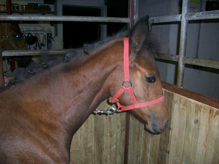 Dansk Varmblod Miss Amara  billede 20