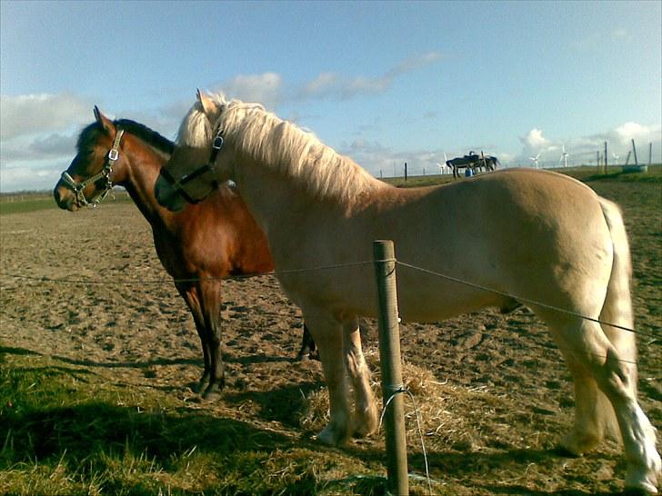 Anden særlig race Basse billede 15