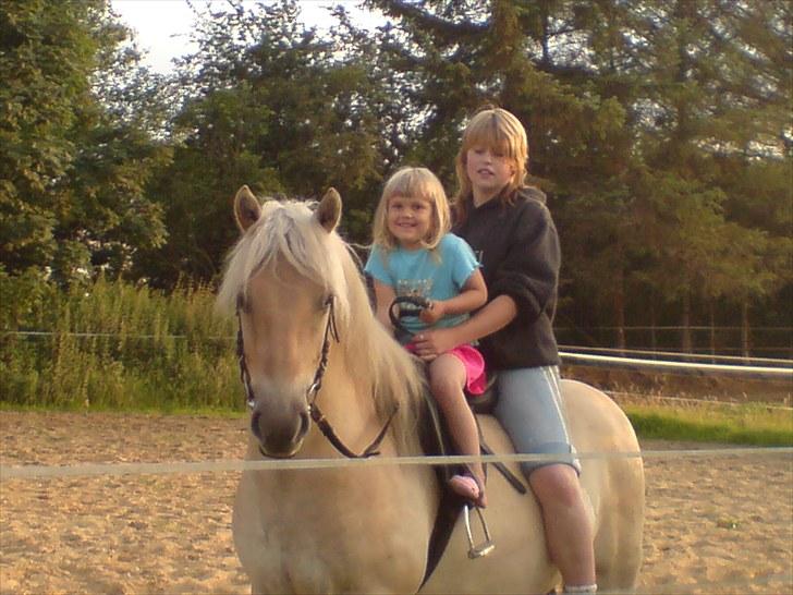 Anden særlig race Basse billede 16