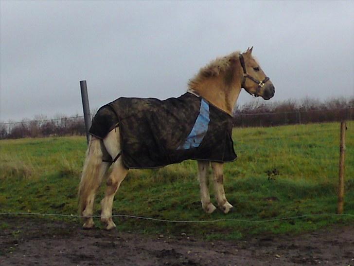Anden særlig race Basse billede 17