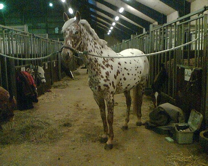 Knabstrupper Ejstrups Catador billede 5