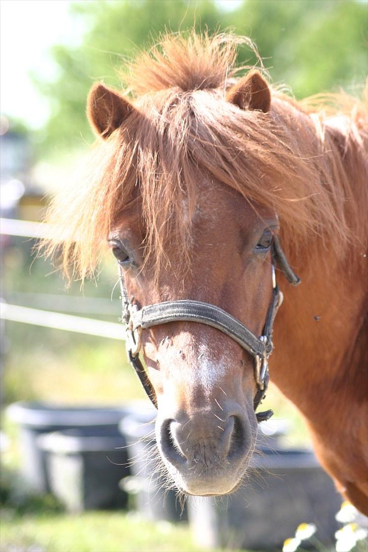 Shetlænder Fido line - hej fido billede 3