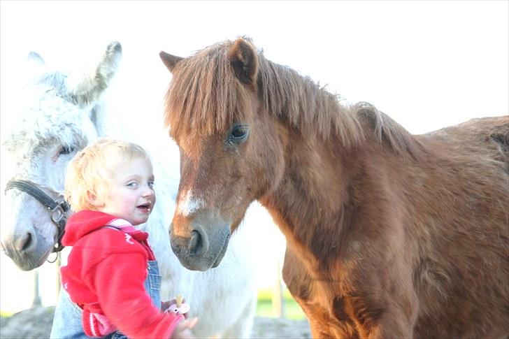 Shetlænder Fido line - bys mig billede 6