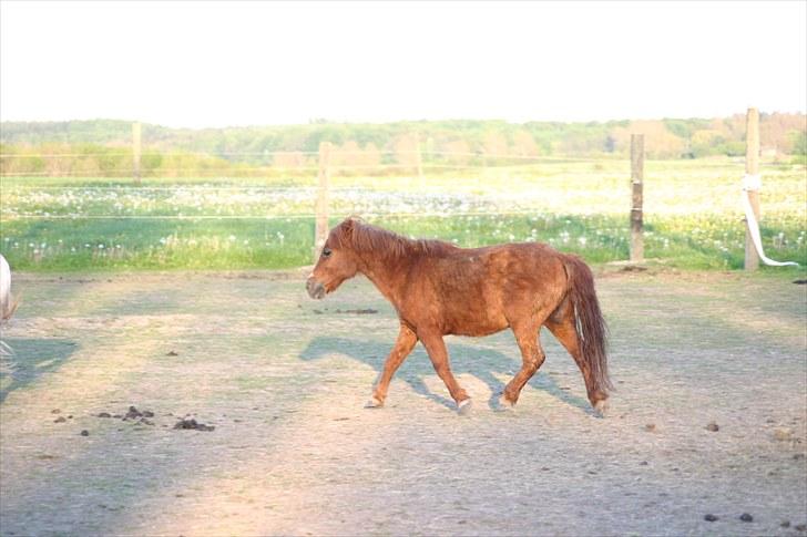 Shetlænder Fido line - jeg kan løbe billede 13