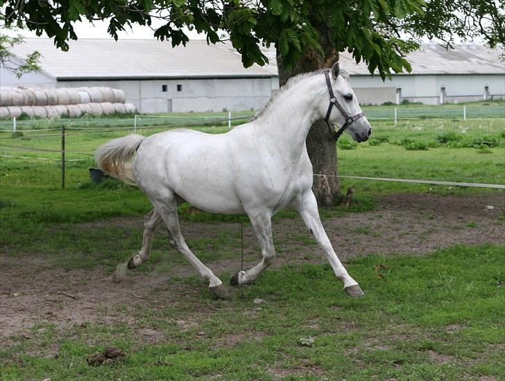 DSP Dorreen billede 1