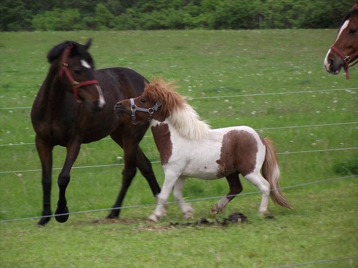 Miniature *Prins mini bob * <3 d; - Han er en lille bisse !! :D  billede 8