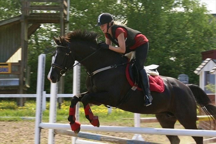Dansk Varmblod Malue Åbo - 9. Så er vi igang med springnng igen også.. Og i det røde springudstyr ;D Fotograf: Anne Mette billede 9