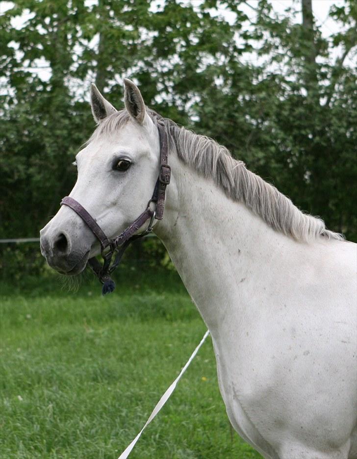 DSP Dorreen billede 2