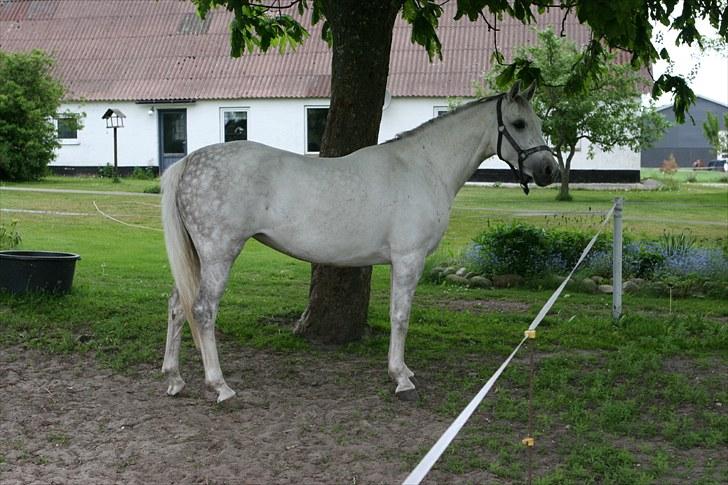 DSP Dorreen billede 3